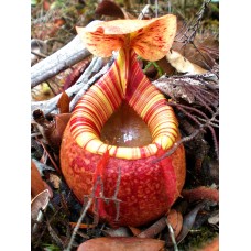 Nepenthes Peltata