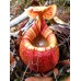 Nepenthes Peltata