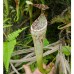 Nepenthes stenophylla