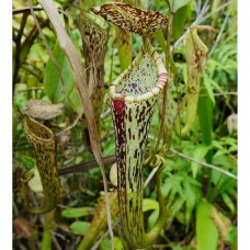 Nepenthes stenophylla