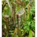 Nepenthes stenophylla
