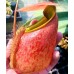 Nepenthes merrilliana