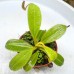 Nepenthes stenophylla