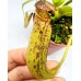 Nepenthes stenophylla