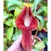 Nepenthes edwardsiana
