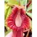 Nepenthes edwardsiana