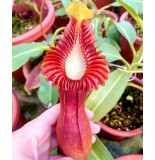 Nepenthes edwardsiana