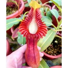 Nepenthes edwardsiana