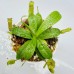 Nepenthes macfarlanei