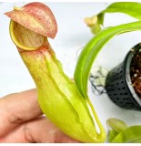 Nepenthes khasiana