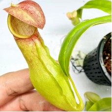 Nepenthes khasiana