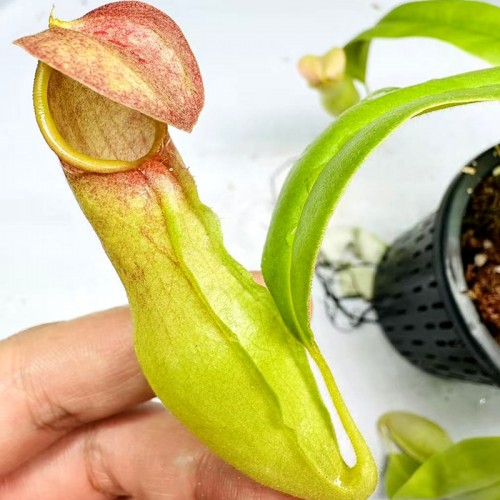 Nepenthes khasiana Nepenthes khasiana
