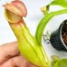 Nepenthes khasiana Nepenthes khasiana