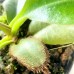 Nepenthes erucoides