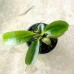 Nepenthes erucoides