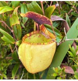 Nepenthes erucoides