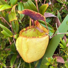 Nepenthes erucoides
