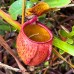Nepenthes erucoides