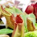 Nepenthes Veitchii Bario 