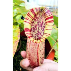 Nepenthes Northiana 