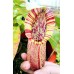 Nepenthes Northiana 